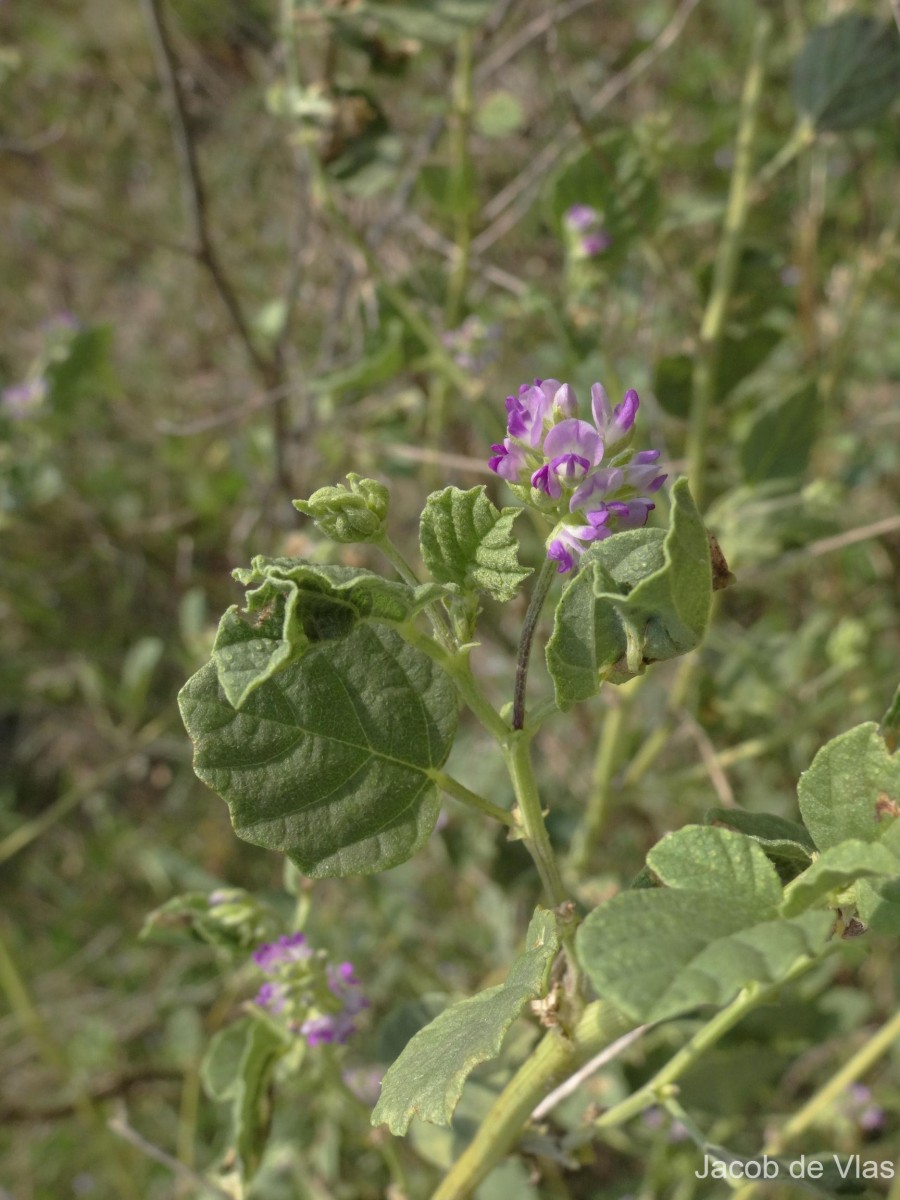 Cullen corylifolium (L.) Medik.